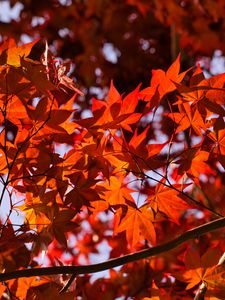 Preview wallpaper leaves, maple, branches, autumn