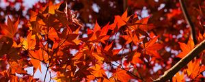 Preview wallpaper leaves, maple, branches, autumn