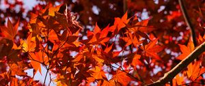 Preview wallpaper leaves, maple, branches, autumn