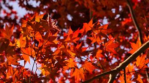 Preview wallpaper leaves, maple, branches, autumn