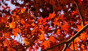 Preview wallpaper leaves, maple, branches, autumn