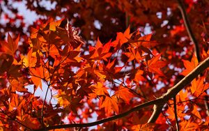 Preview wallpaper leaves, maple, branches, autumn