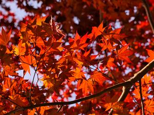 Preview wallpaper leaves, maple, branches, autumn