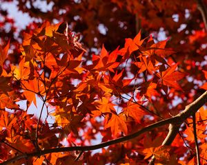 Preview wallpaper leaves, maple, branches, autumn