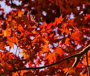 Preview wallpaper leaves, maple, branches, autumn