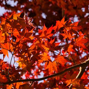 Preview wallpaper leaves, maple, branches, autumn