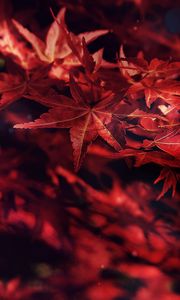 Preview wallpaper leaves, maple, branches, autumn, blur