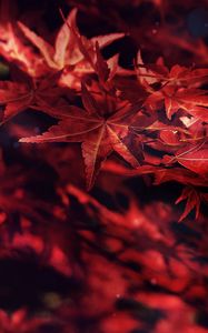 Preview wallpaper leaves, maple, branches, autumn, blur