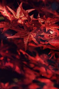 Preview wallpaper leaves, maple, branches, autumn, blur