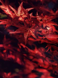 Preview wallpaper leaves, maple, branches, autumn, blur