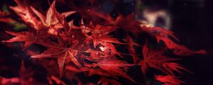 Preview wallpaper leaves, maple, branches, autumn, blur