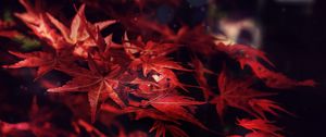 Preview wallpaper leaves, maple, branches, autumn, blur