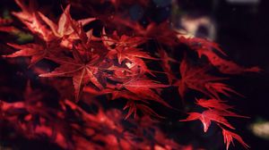 Preview wallpaper leaves, maple, branches, autumn, blur