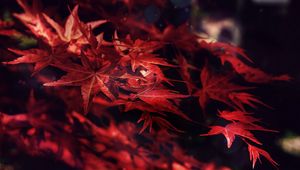 Preview wallpaper leaves, maple, branches, autumn, blur