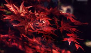 Preview wallpaper leaves, maple, branches, autumn, blur