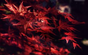 Preview wallpaper leaves, maple, branches, autumn, blur