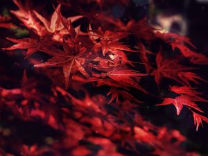Preview wallpaper leaves, maple, branches, autumn, blur