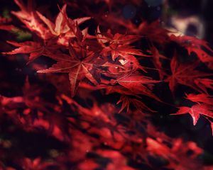 Preview wallpaper leaves, maple, branches, autumn, blur