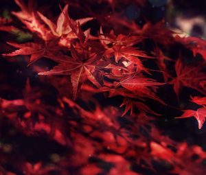 Preview wallpaper leaves, maple, branches, autumn, blur