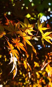 Preview wallpaper leaves, maple, branches, sunlight