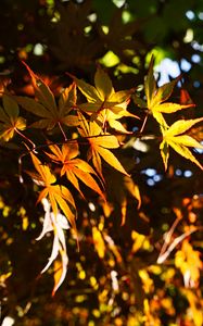 Preview wallpaper leaves, maple, branches, sunlight