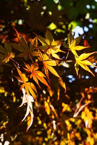 Preview wallpaper leaves, maple, branches, sunlight