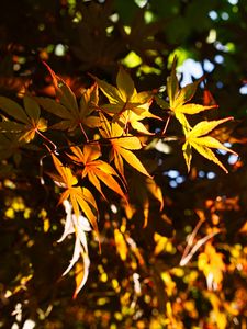 Preview wallpaper leaves, maple, branches, sunlight