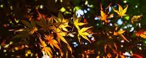 Preview wallpaper leaves, maple, branches, sunlight