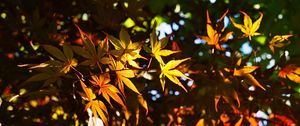 Preview wallpaper leaves, maple, branches, sunlight