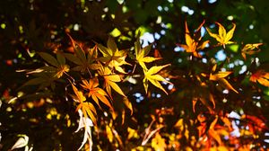 Preview wallpaper leaves, maple, branches, sunlight