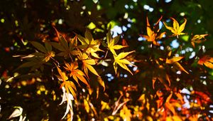 Preview wallpaper leaves, maple, branches, sunlight