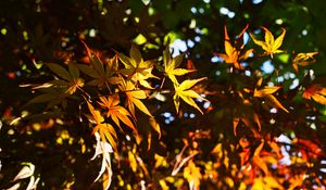 Preview wallpaper leaves, maple, branches, sunlight