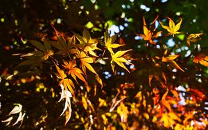 Preview wallpaper leaves, maple, branches, sunlight