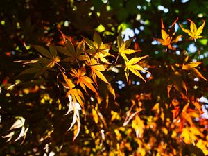 Preview wallpaper leaves, maple, branches, sunlight