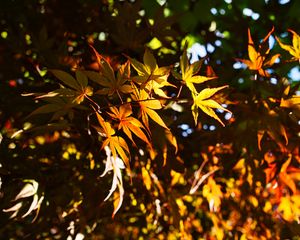 Preview wallpaper leaves, maple, branches, sunlight