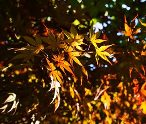 Preview wallpaper leaves, maple, branches, sunlight