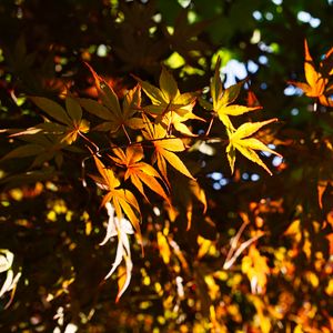 Preview wallpaper leaves, maple, branches, sunlight