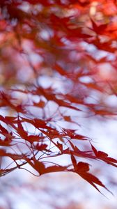Preview wallpaper leaves, maple, branches, blur