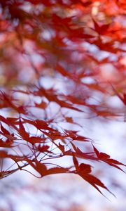 Preview wallpaper leaves, maple, branches, blur