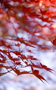 Preview wallpaper leaves, maple, branches, blur