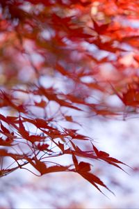 Preview wallpaper leaves, maple, branches, blur