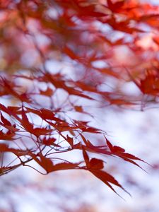 Preview wallpaper leaves, maple, branches, blur