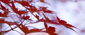 Preview wallpaper leaves, maple, branches, blur