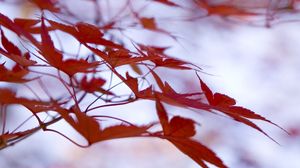 Preview wallpaper leaves, maple, branches, blur