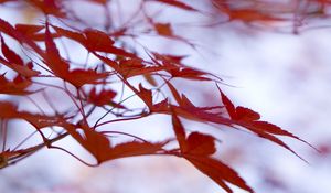 Preview wallpaper leaves, maple, branches, blur