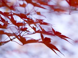 Preview wallpaper leaves, maple, branches, blur