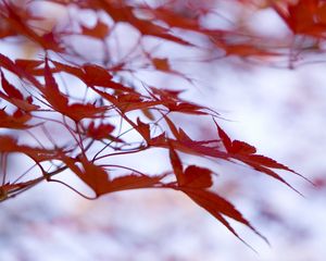 Preview wallpaper leaves, maple, branches, blur
