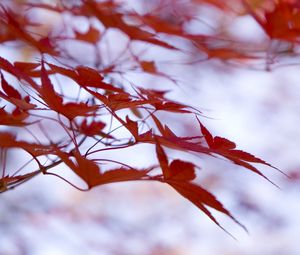 Preview wallpaper leaves, maple, branches, blur