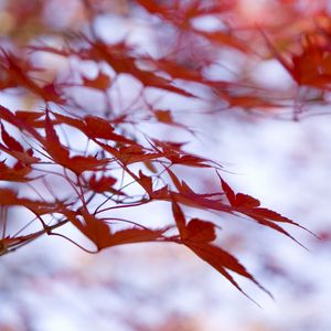 Preview wallpaper leaves, maple, branches, blur