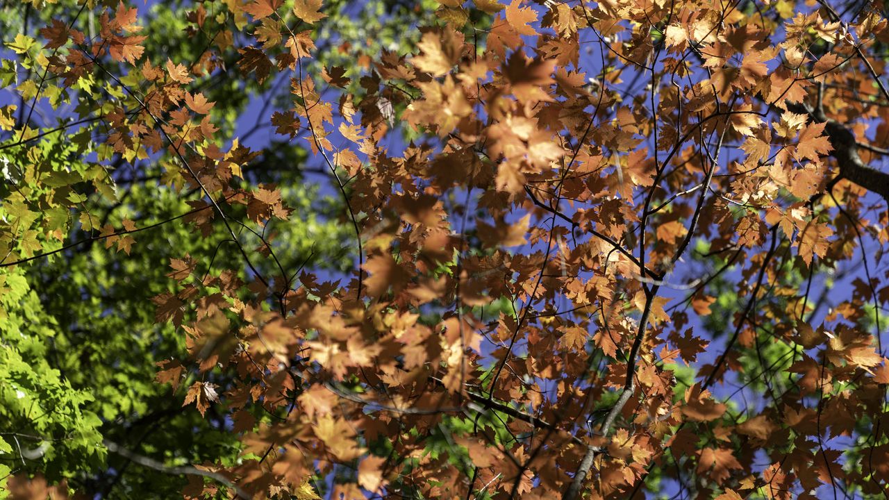Wallpaper leaves, maple, branches, trees, autumn, sunshine
